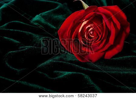 Gorgeous Rosebud On The Dark Green Velor