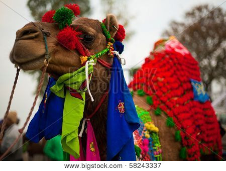Camel dressed up in Colorful attire