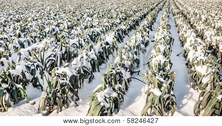 Mature Leek Plants In The Snow