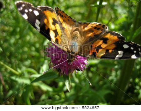 Papillon Vanesse du chardon