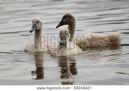 Swans