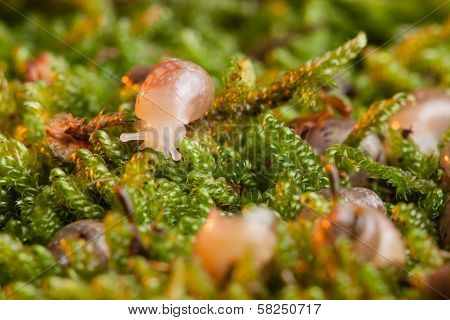 Small Snail In Moss
