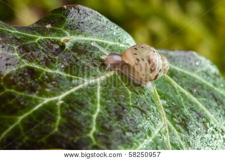 Small Snail On Leaf