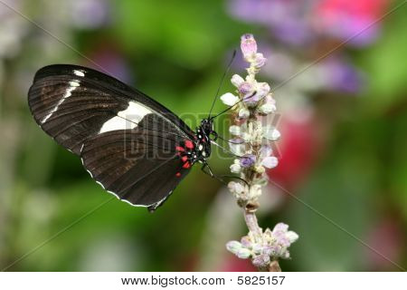 ผีเสื้อ Atthis Heliconius
