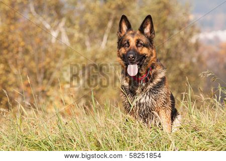 Shepherd Ambra