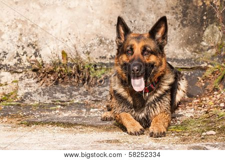 Shepherd Ambra
