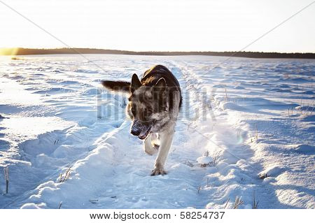 Dog Run Frontal