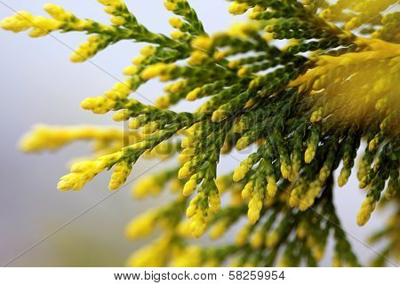Cypress bough