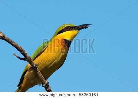 Little Bee-eater (merops Pusillus) With Small Bee