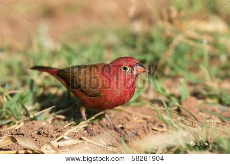 Male Red-billed Firefinch (lagonosticta Senegala)