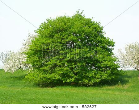 Baum Frühling