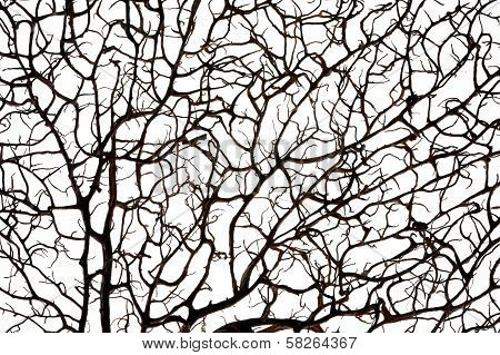 Black branches