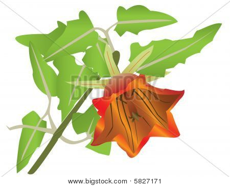 Blooming orange flower