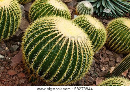 Cactus