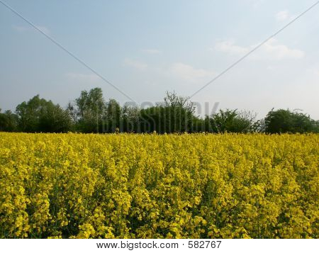 Rapsfeld