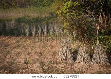 Sprout Of Cassava.