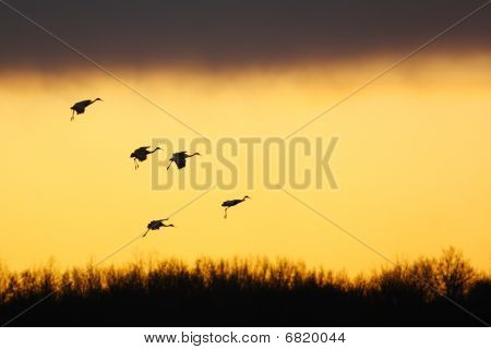 Sandhill Dźwigi o zachodzie słońca