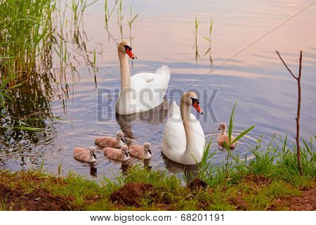 Swans with nestlings at  sunset
