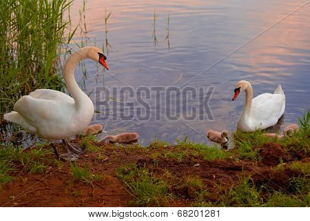Swans with nestlings at  sunset
