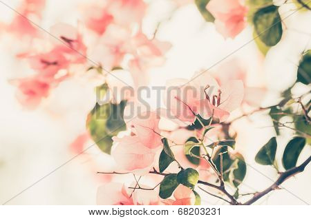 Paper Flowers Or Bougainvillea Vintage