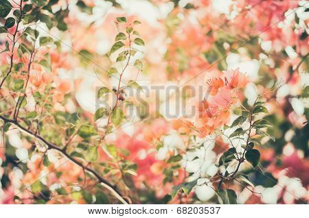 Paper Flowers Or Bougainvillea Vintage