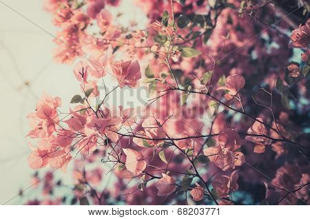 Paper Flowers Or Bougainvillea Vintage