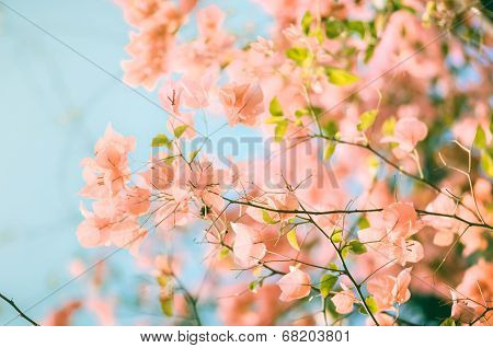 Paper Flowers Or Bougainvillea Vintage