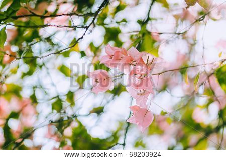 Paper Flowers Or Bougainvillea Vintage