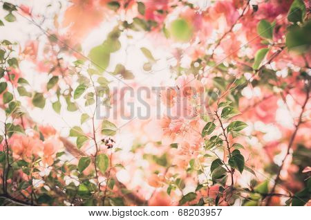 Paper Flowers Or Bougainvillea Vintage