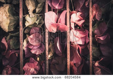 Paper Flowers Or Bougainvillea Vintage