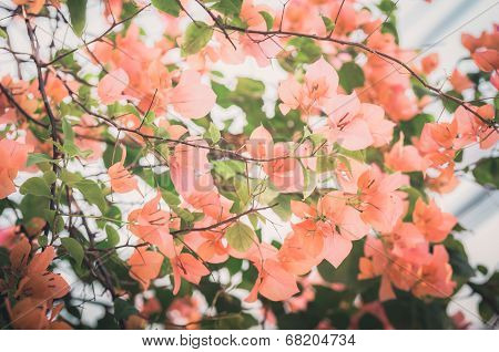 Paper Flowers Or Bougainvillea Vintage