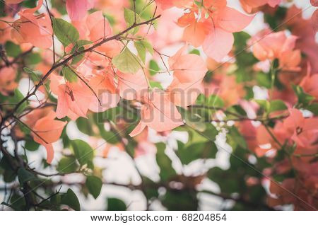 Paper Flowers Or Bougainvillea Vintage