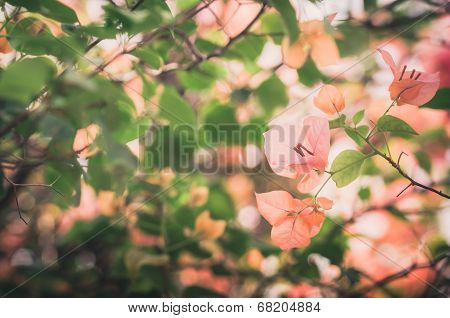 Paper Flowers Or Bougainvillea Vintage