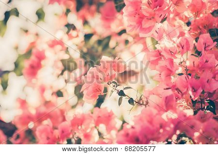 Paper Flowers Or Bougainvillea Vintage