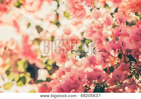 Paper Flowers Or Bougainvillea Vintage