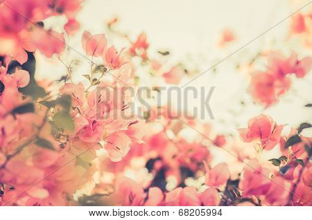 Paper Flowers Or Bougainvillea Vintage