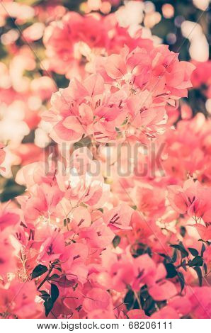 Paper Flowers Or Bougainvillea Vintage