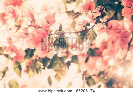Paper Flowers Or Bougainvillea Vintage
