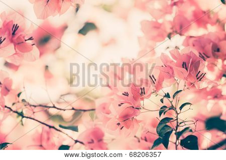 Paper Flowers Or Bougainvillea Vintage