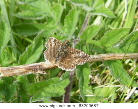 Dingy Skipper Butterfly