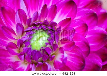 Makro visning af Pink blomst Dahlia