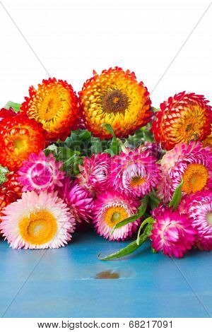 Everlasting flowers