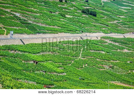 The Swiss Alpine Town Of Martigny Surrounded By Vineyards And Mountains