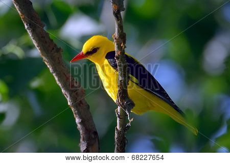Golden Oriole in natural habitat - male (Oriolus oriolus)