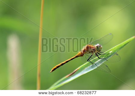 Female Red-veined darter
