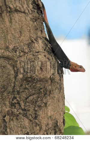 lizard