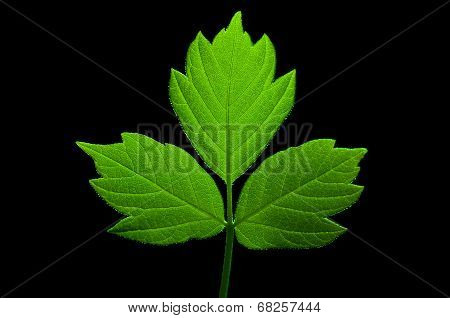 Green Leaf