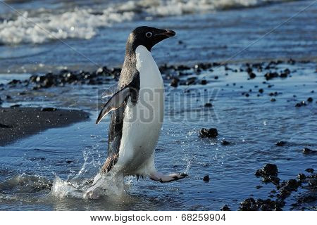 Adelie Penguin