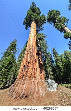 Sequioa National Park