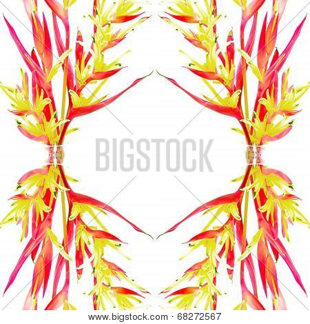 Heliconia
